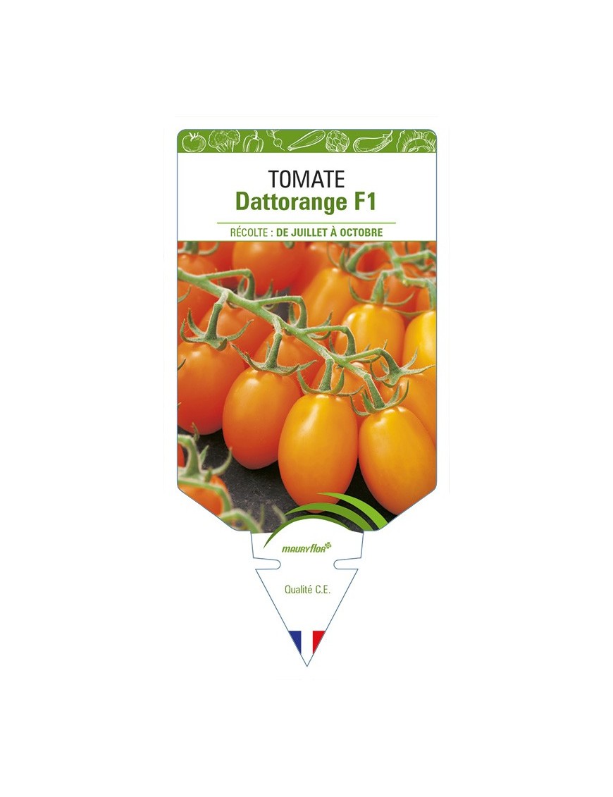 Tomate Dattorange F1