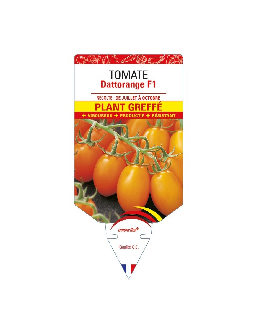 Tomate Dattorange F1 Plant greffé
