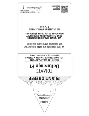 Tomate Dattorange F1 Plant greffé