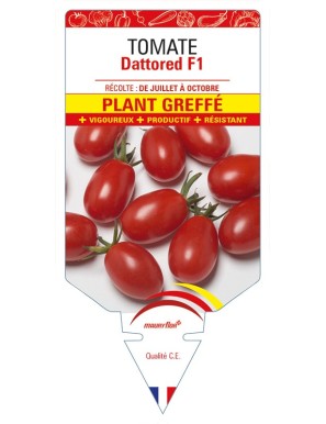 Tomate Dattored F1 Plant greffé