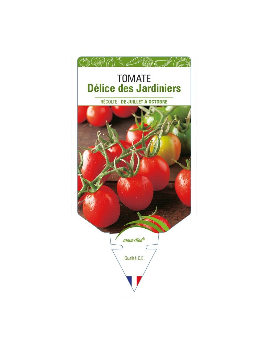 Tomate Délice des Jardiniers