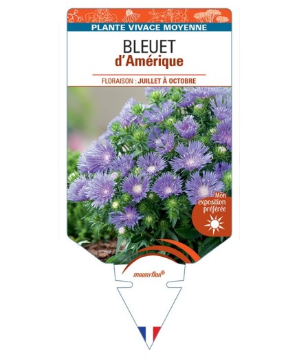 STOKESIA LAEVIS voir Bleuet d'Amérique