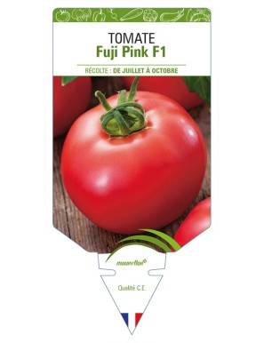 Tomate Fuji Pink F1