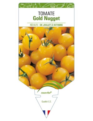 Tomate Gold Nugget