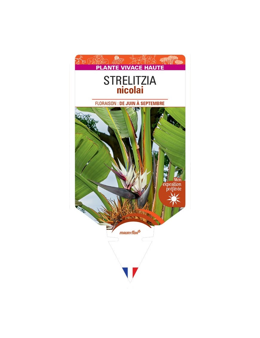 STRELITZIA Nicolai