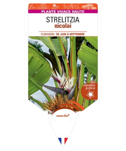 STRELITZIA Nicolai