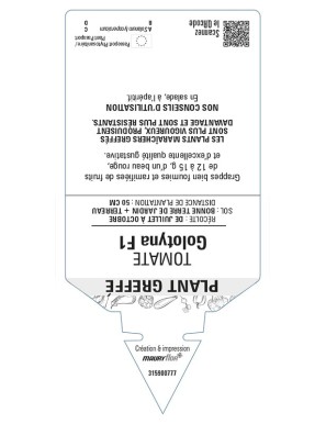 Tomate Golotyna F1 Plant greffé