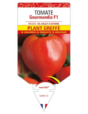 Tomate Gourmandia F1 Plant greffé