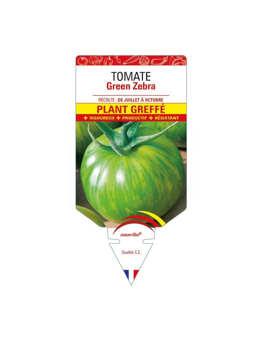 Tomate Green Zebra F1 Plant greffé