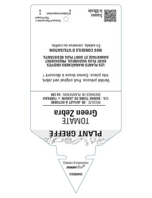 Tomate Green Zebra F1 Plant greffé