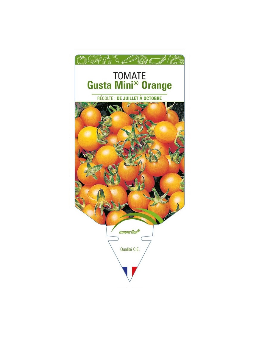 Tomate Gusta Mini® Orange