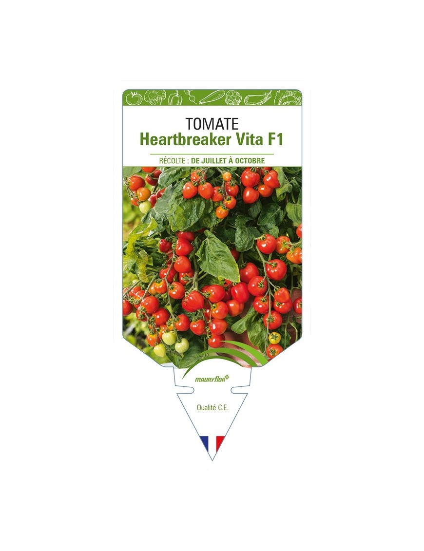 Tomate Heartbreaker Vita F1