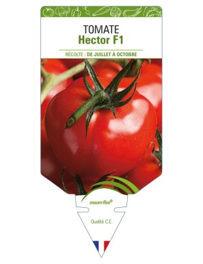 Tomate Hector F1