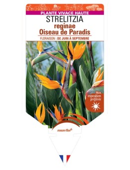 STRELITZIA Reginae Oiseau de Paradis
