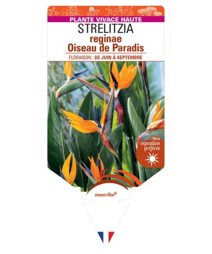 STRELITZIA Reginae Oiseau de Paradis
