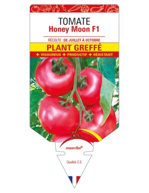 Tomate Honey Moon F1 Plant greffé