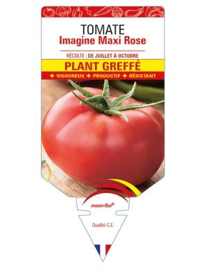 Tomate Imagine Maxi Rose F1 Plant greffé