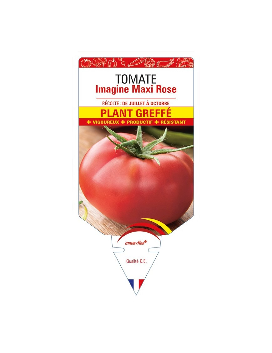 Tomate Imagine Maxi Rose F1 Plant greffé