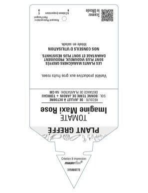 Tomate Imagine Maxi Rose F1 Plant greffé