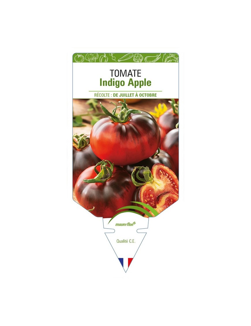 Tomate Indigo Apple