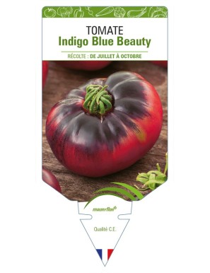 Tomate Indigo Blue Beauty