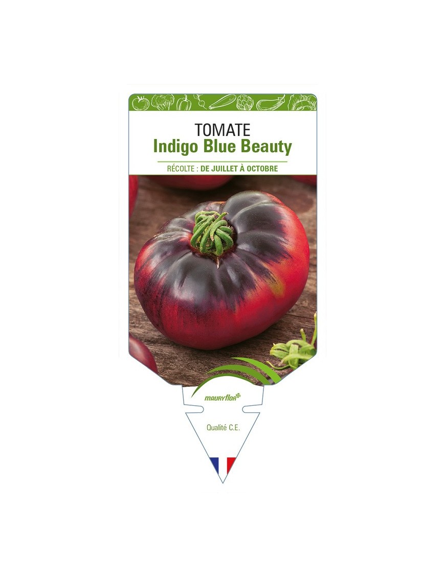 Tomate Indigo Blue Beauty