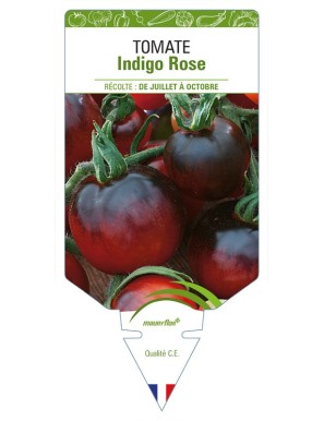 Tomate Indigo Rose
