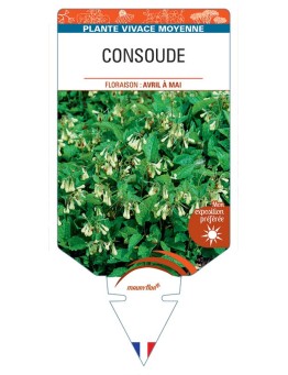 SYMPHYTUM GRANDIFLORUM voir Consoude