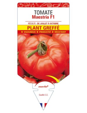 Tomate Maestria F1 Plant greffé