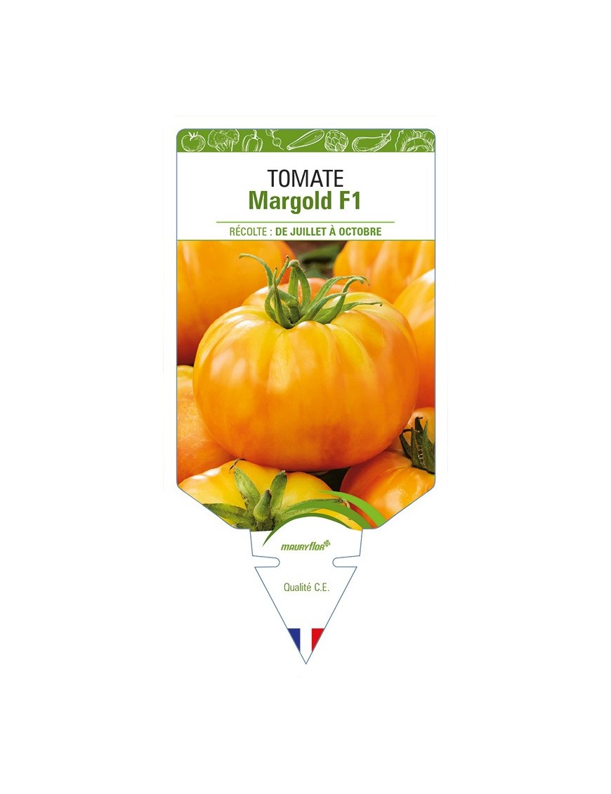 Tomate Margold F1