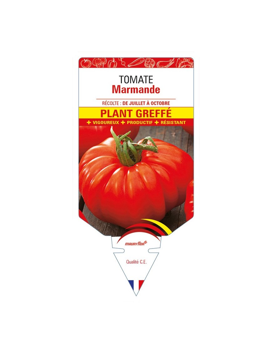 Tomate Marmande Plant greffé