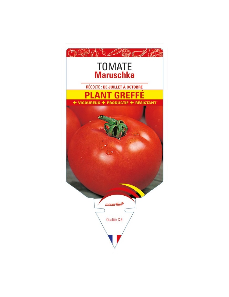 Tomate Maruschka Plant greffé