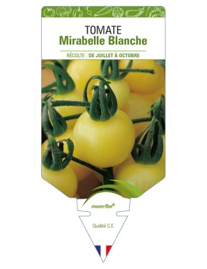 Tomate Mirabelle Blanche