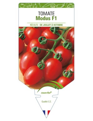 Tomate Modus F1