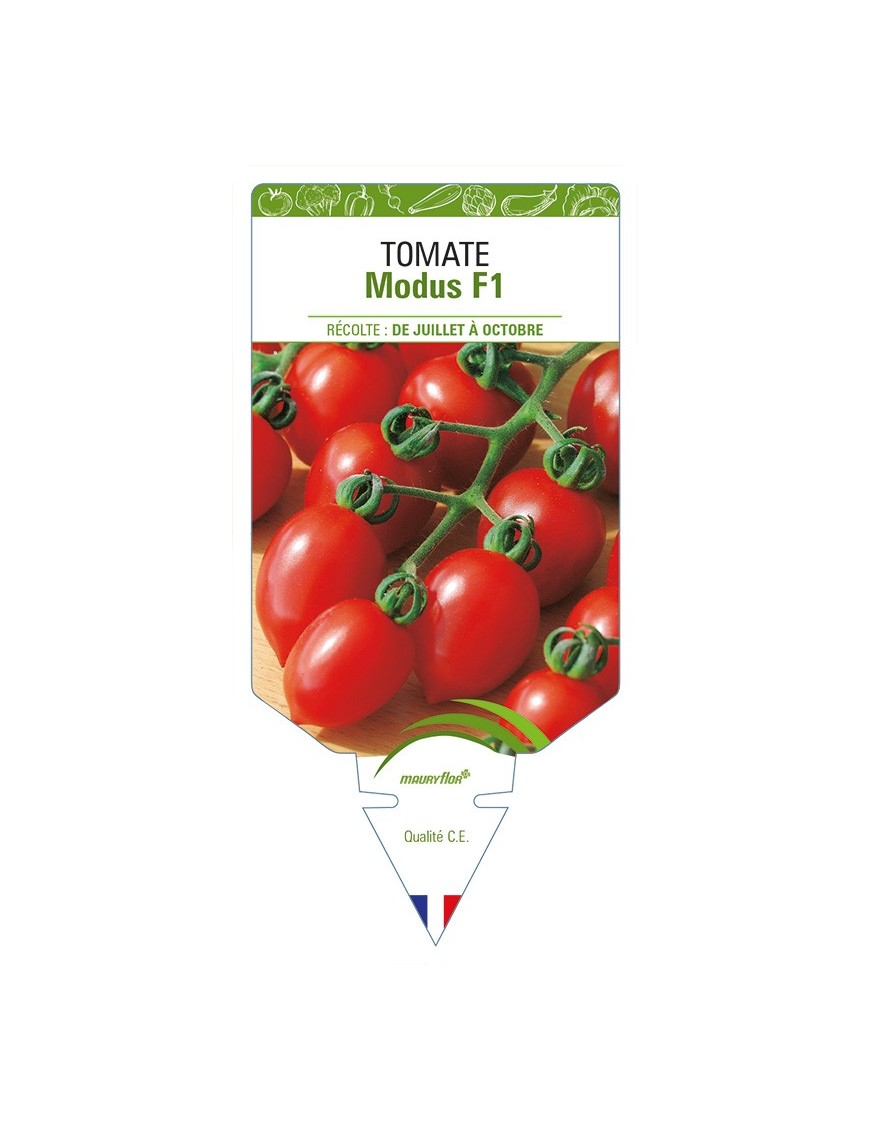 Tomate Modus F1