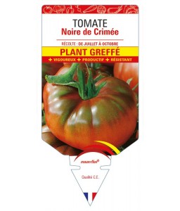 Tomate Noire de Crimée F1 Plant greffé
