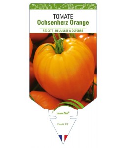 Tomate Ochsenherz Orange