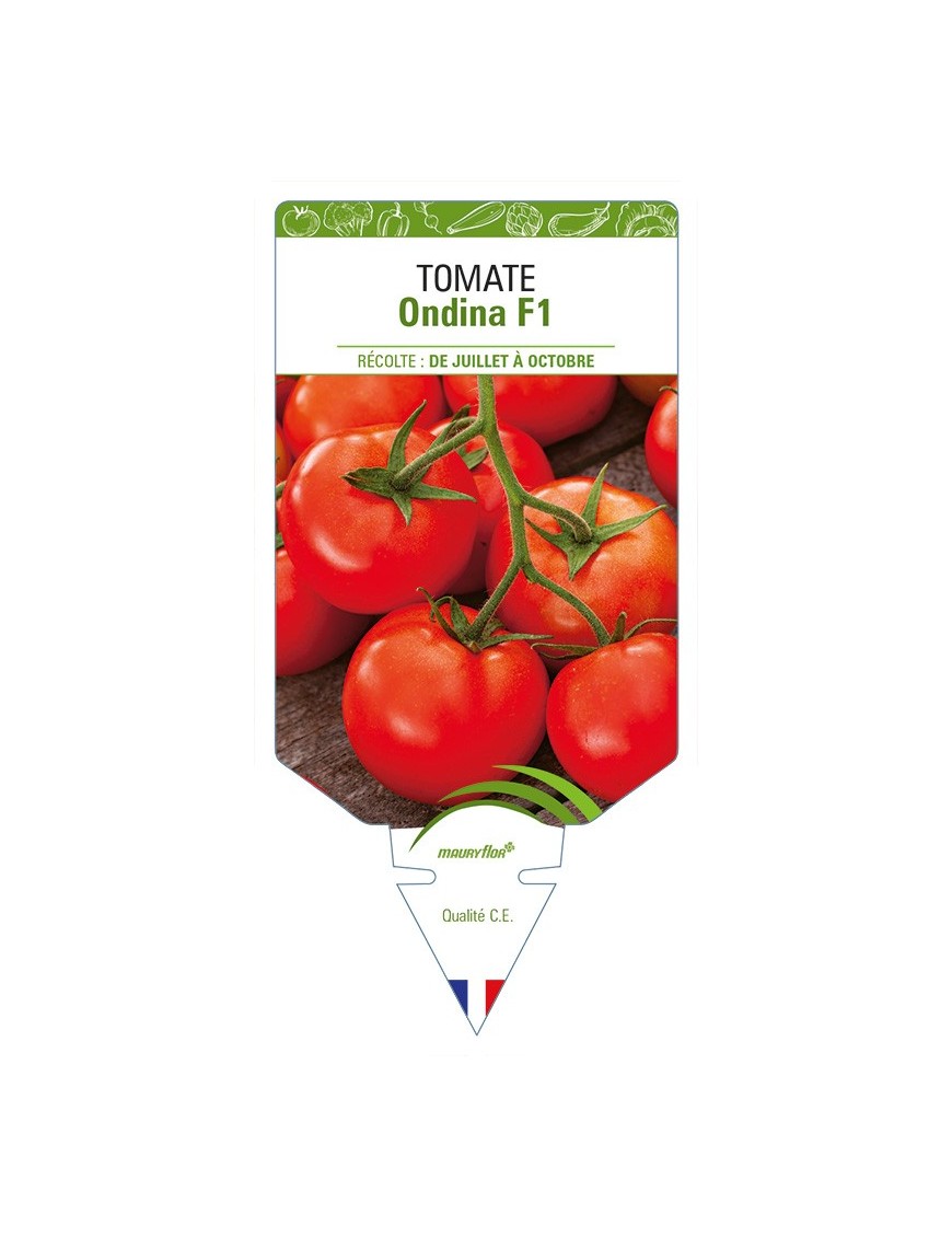 Tomate Ondina F1