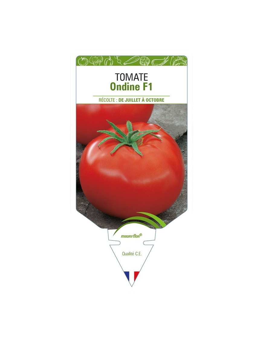 Tomate Ondine F1