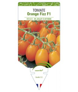 Tomate Orange Fizz F1