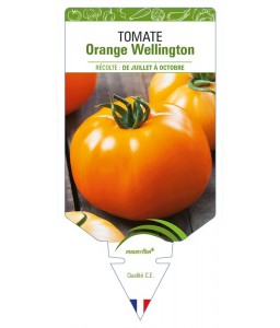 Tomate Orange Wellington