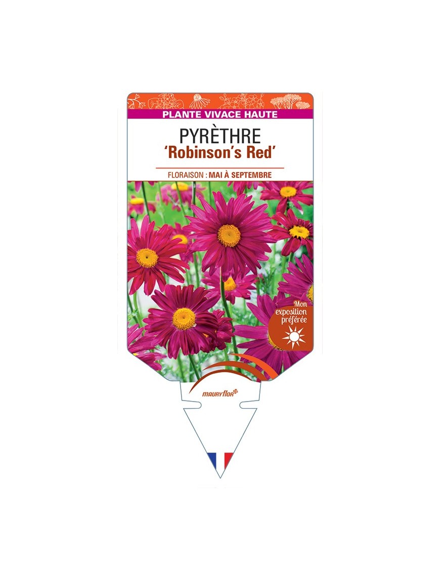 TANACETUM coccineum Robinson's Red voir Pyrèthre