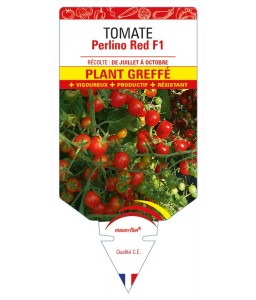 Tomate Perlino Red F1 Plant greffé