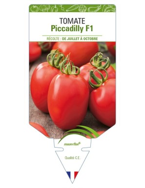 Tomate Piccadilly F1