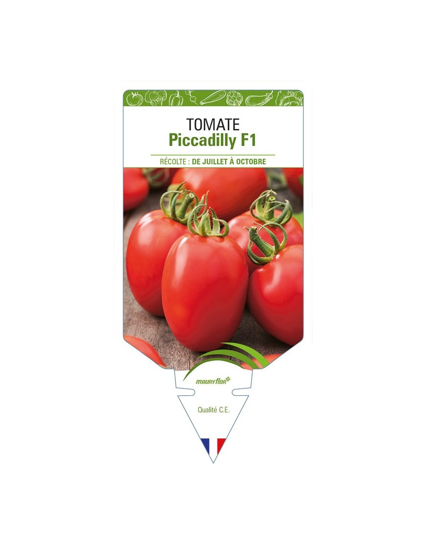 Tomate Piccadilly F1