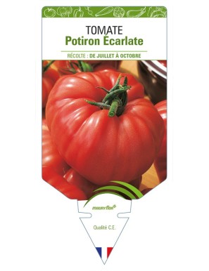Tomate Potiron écarlate