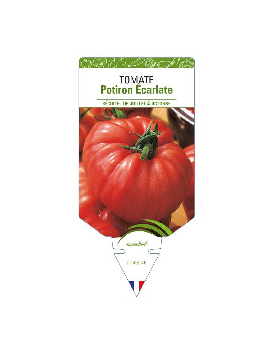 Tomate Potiron écarlate