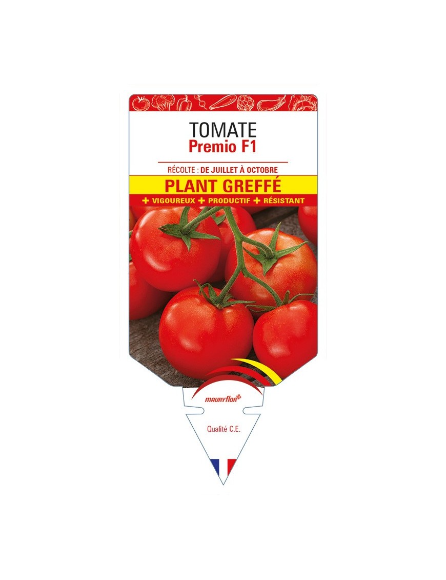 Tomate Premio F1 Plant greffé