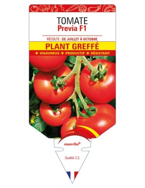 Tomate Previa F1 Plant greffé