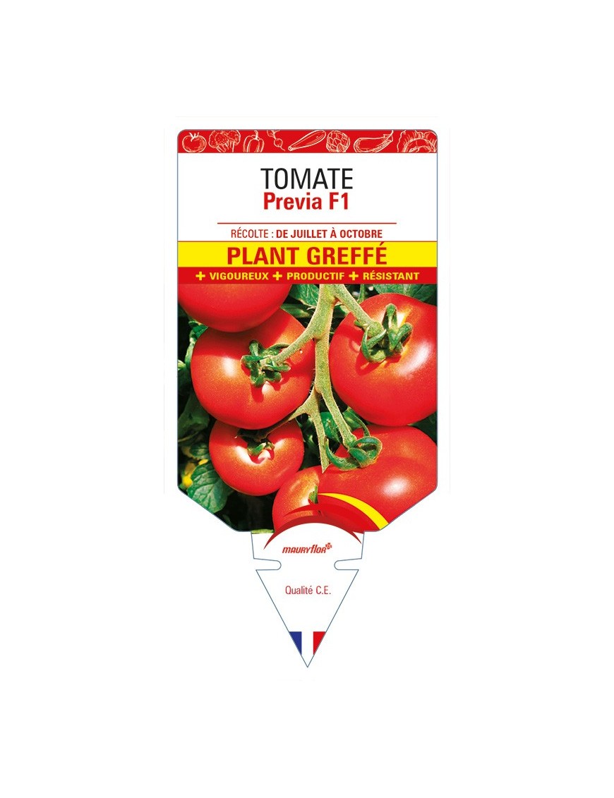 Tomate Previa F1 Plant greffé